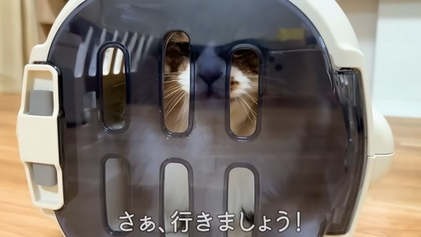 キャリーに入る猫ちゃん