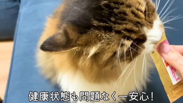 おやつを食べる猫ちゃん