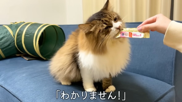おやつを食べる猫ちゃん