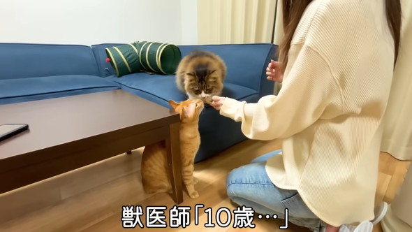 おやつを食べる猫ちゃん