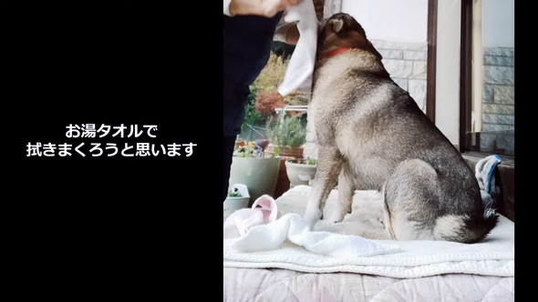 タオルできれいにしてもらっているワンコ