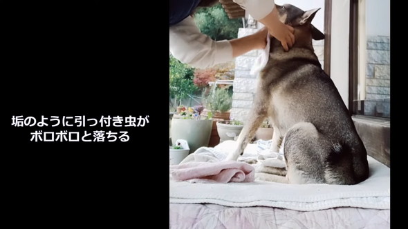 タオルできれいにしてもらっているワンコ