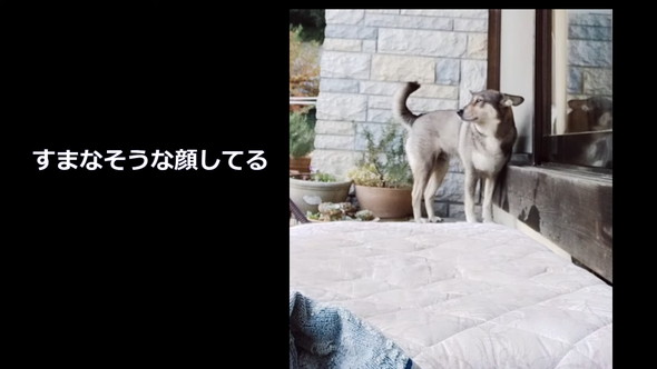 タオルできれいにしてもらっているワンコ