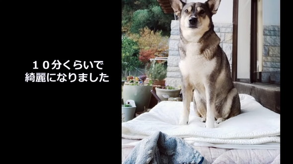 タオルできれいにしてもらっているワンコ