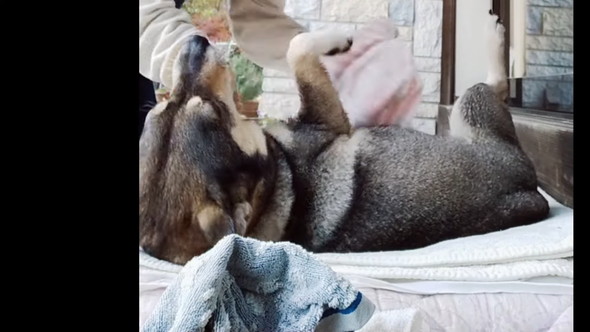 タオルできれいにしてもらっているワンコ