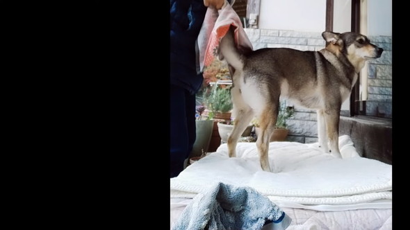 タオルできれいにしてもらっているワンコ