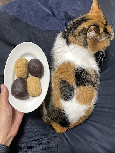 猫とおはぎ