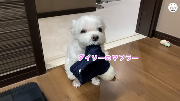 マフラーを持ってくるワンコ