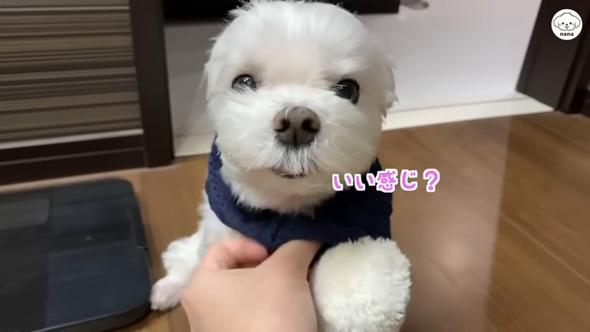 マフラーをかけてもらうワンコ