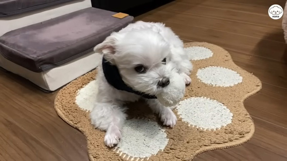 ボンボンを離さないワンコ