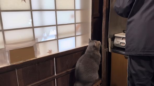 調理している人の様子を見守る猫の後ろ姿