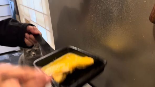 調理している人の様子を見守る猫の顔