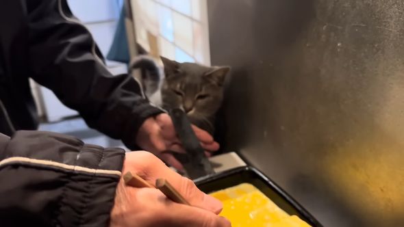 のぞき込もうとする猫を制する