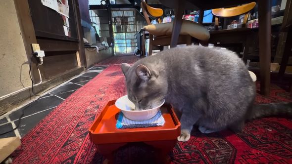 調理中にもらったドライフードを食べる猫