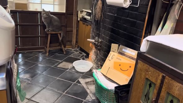 踏み台の上に戻り外へ出たそうにしている猫