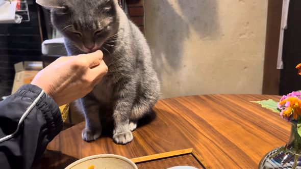テーブルの上でドライフードを一粒ずつもらう猫
