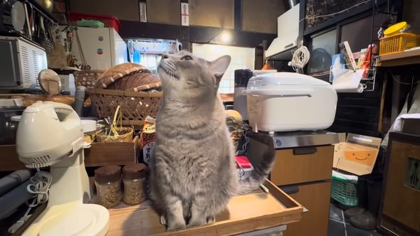 鳥の鳴き声に反応し見上げる猫