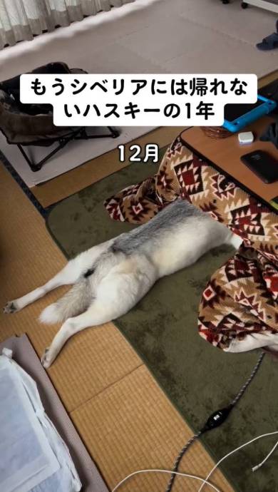 こたつが大好きなシベリアン・ハスキー