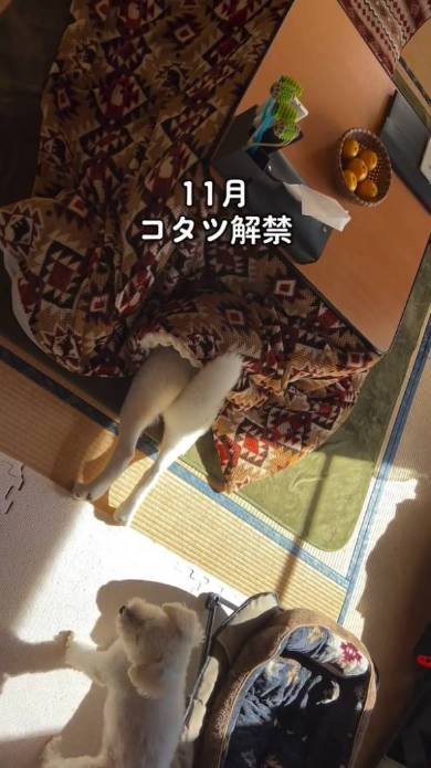 こたつが大好きなシベリアン・ハスキー