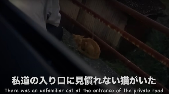 新入りの保護猫女子