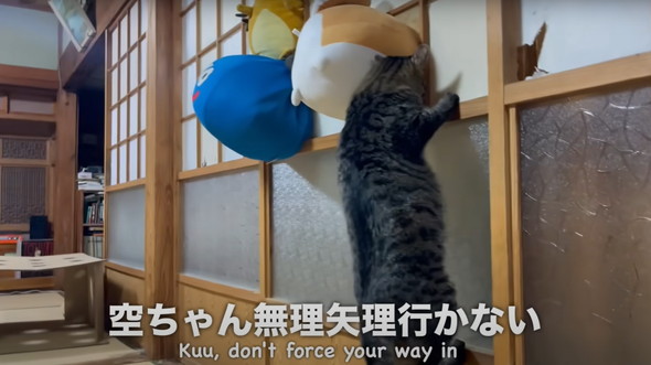 新入りの保護猫女子