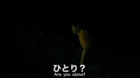 新入りの保護猫女子