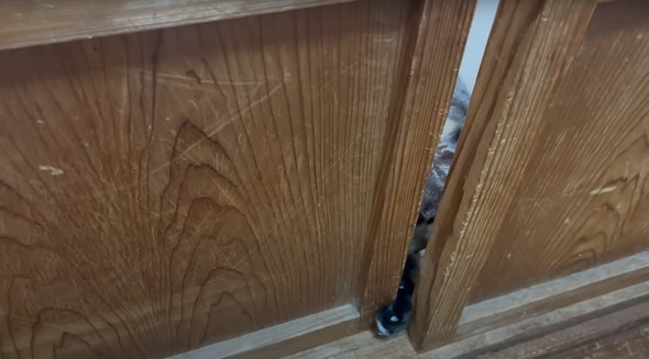 新入りの保護猫女子