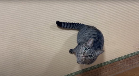 新入りの保護猫女子