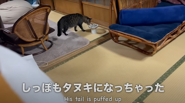 新入りの保護猫女子