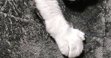 8歳で初めてコタツの良さを知った猫