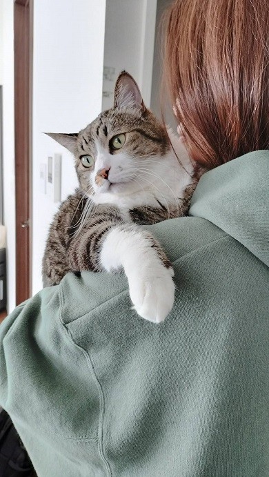 大好きな赤ちゃん抱っこをしてもらっている猫