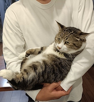 抱っこされるも居心地が悪いのか不服そうな顔の猫