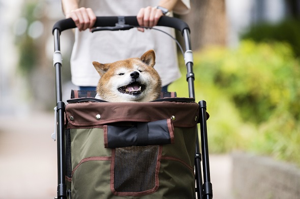 カートに乗っているワンコの写真