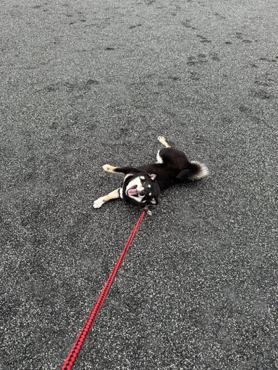 散歩中、地面に寝っ転がって笑うワンコ