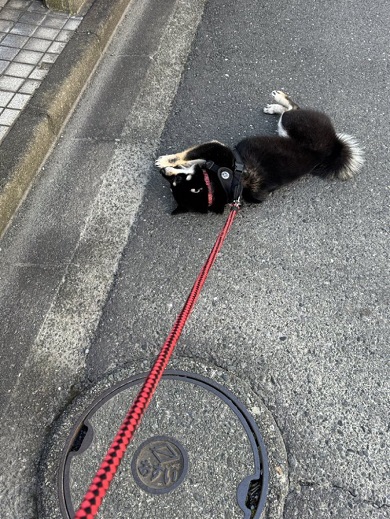 散歩中、地面に寝っ転がって動かなくなるワンコ