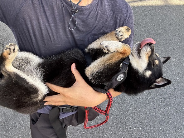 散歩中、飼い主に抱っこされてくつろぐワンコ