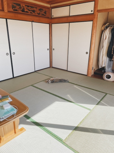 畳でくつろぐ猫
