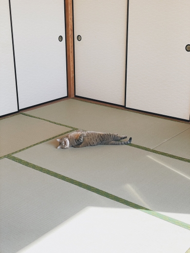 座敷でくつろぐ猫のアップ