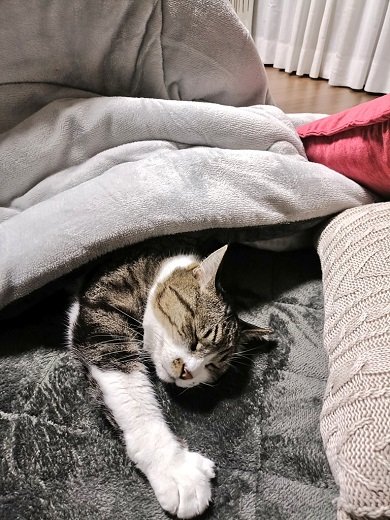 こたつ猫