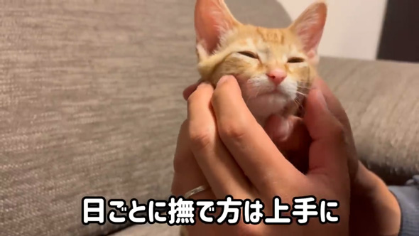 猫 反対派 夫 お迎え 1年 変化 猫好き 猫沼