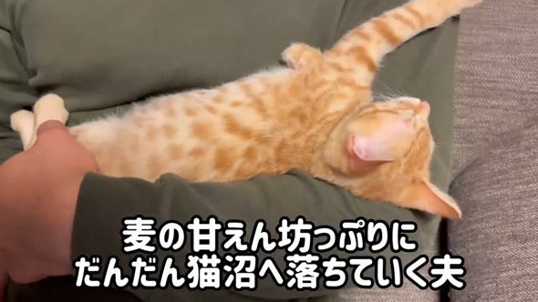 猫 反対派 夫 お迎え 1年 変化 猫好き 猫沼