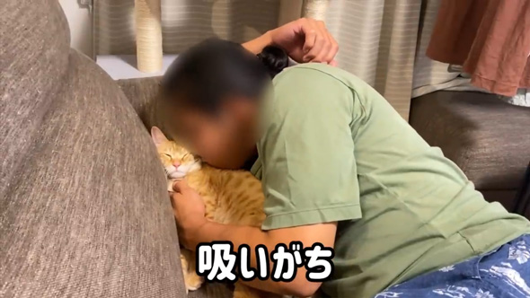 猫 反対派 夫 お迎え 1年 変化 猫好き 猫沼
