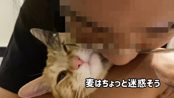 猫 反対派 夫 お迎え 1年 変化 猫好き 猫沼