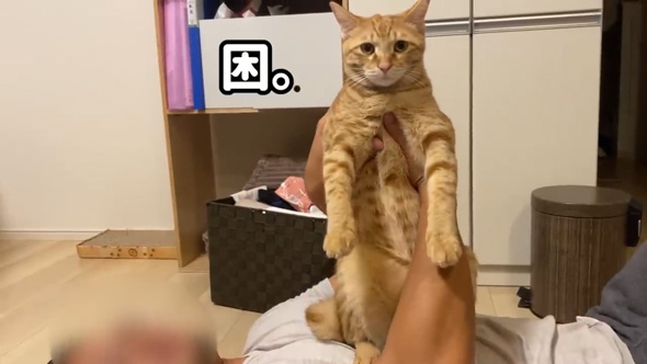 猫 反対派 夫 お迎え 1年 変化 猫好き 猫沼