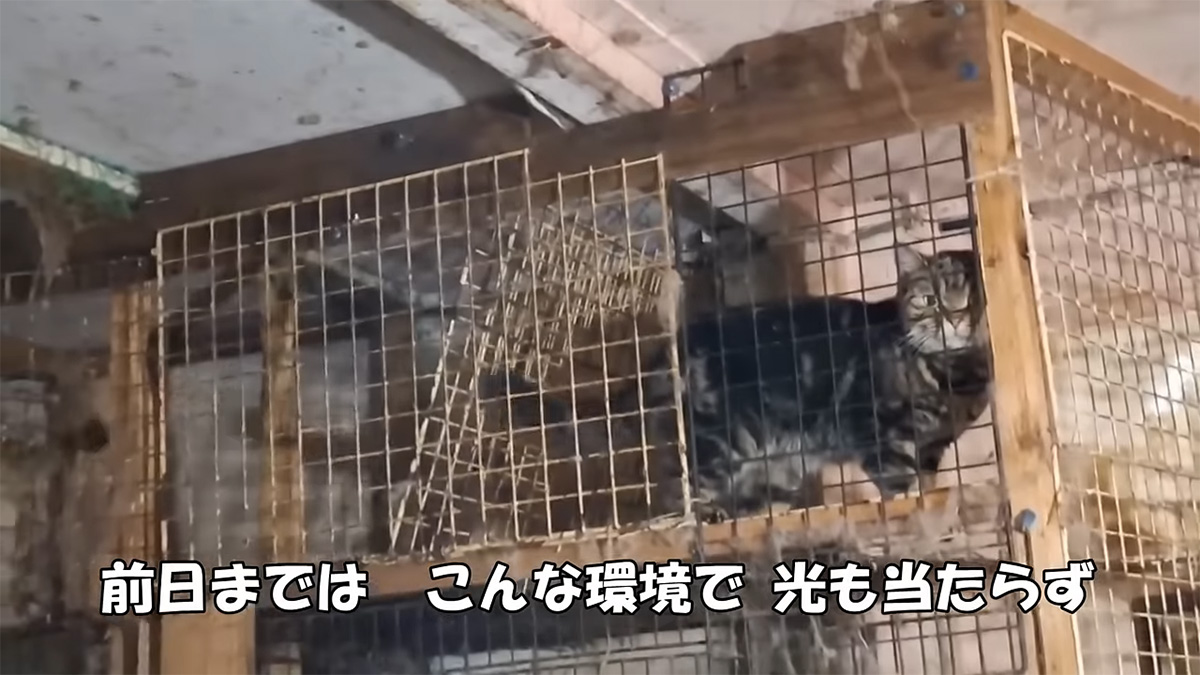 ブリーダーに何度も産まされ歩くことさえ許されなかった母猫たち