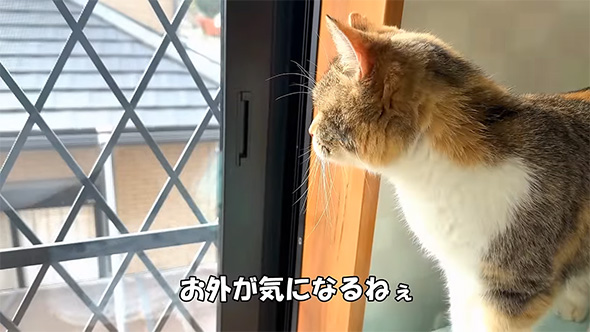 お外が気になる
