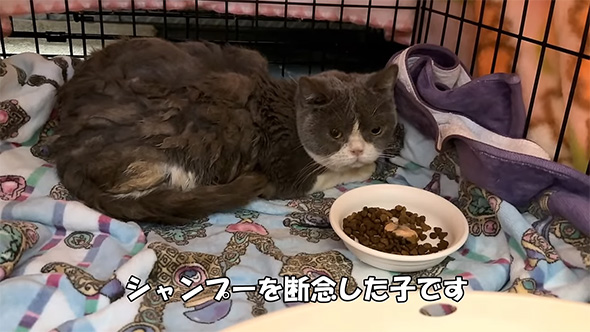 シャンプーを断念した