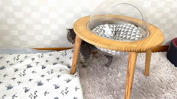 テーブルの下からのぞく猫