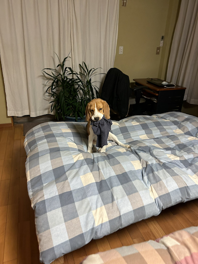 ベッドで待つ愛犬