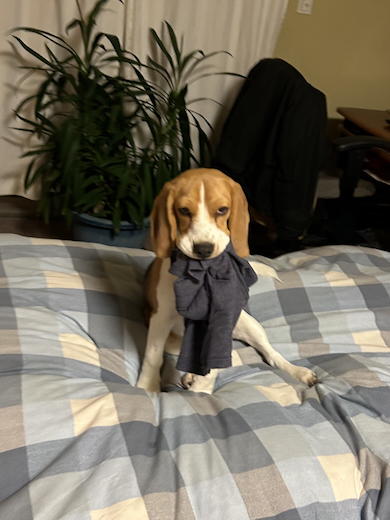 ベッドで待つ愛犬